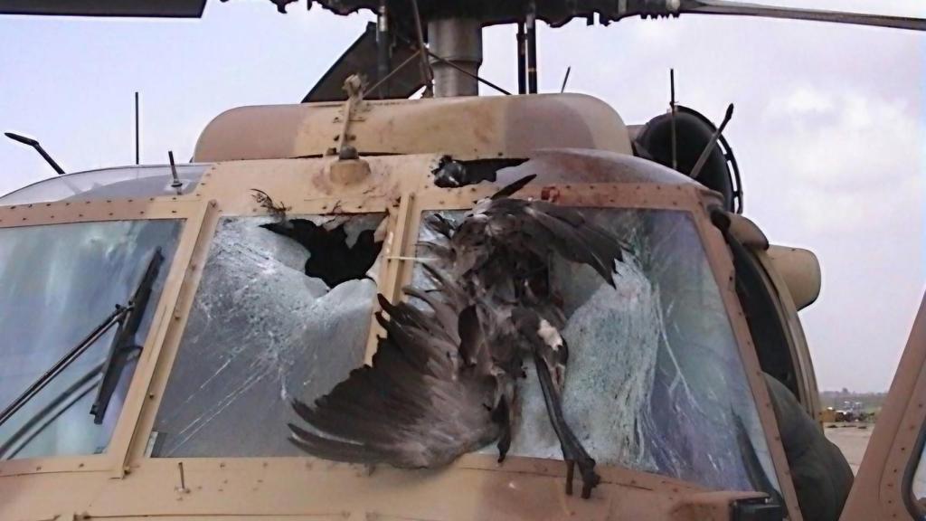 Efecto de un bird strike en un helicóptero militar