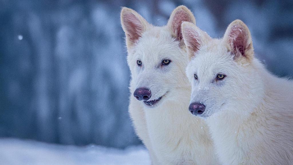 Romulus y Remus,  en la reserva de la biotecnológica, cuando tenían 3 meses.