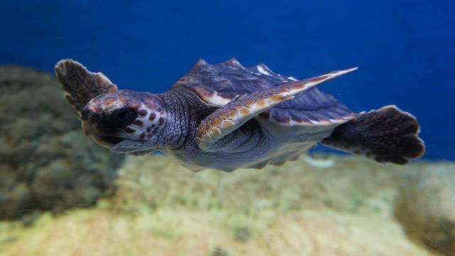 Imagen de una tortuga en el Acuario de Sevilla.