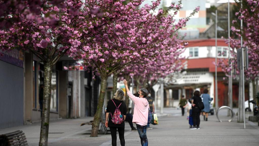 Mejoras en los barrios de Pontevedra con la plantación de 100 nuevos árboles
