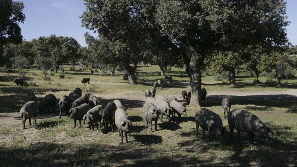 Cerdos ibéricos