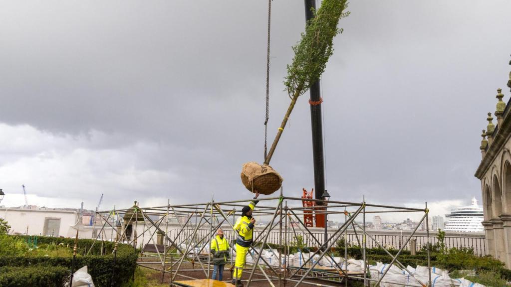 A Coruña recibe los nuevos olmos para reabrir el jardín de San Carlos esta primavera