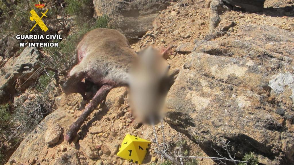 Una de las cabras montesas, en el coto privado.