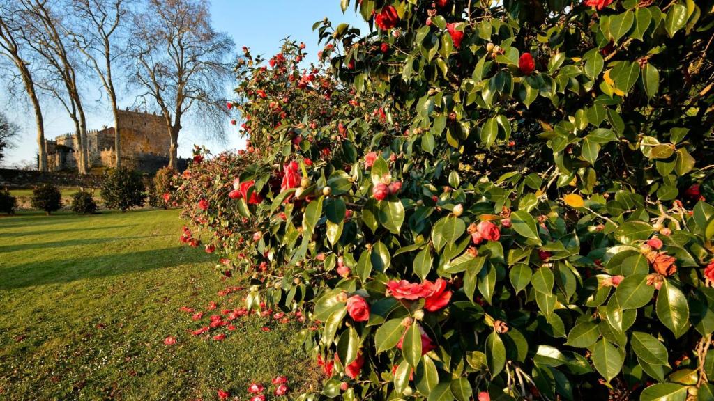Camelias en el Castillo de Soutomaior