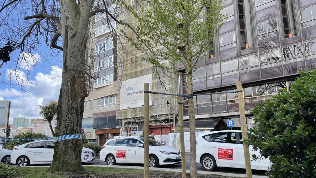 Uno de los nuevos olmos de la plaza de Ourense en A Coruña.
