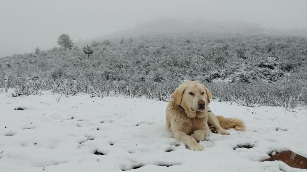 Uno de los mastines del rebaño.