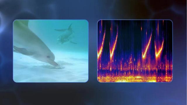 Análisis de los sonidos de los delfines