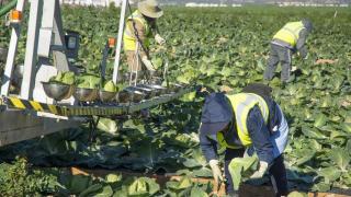 EuropaPress_3227391_imagen_agricultores_recolectando