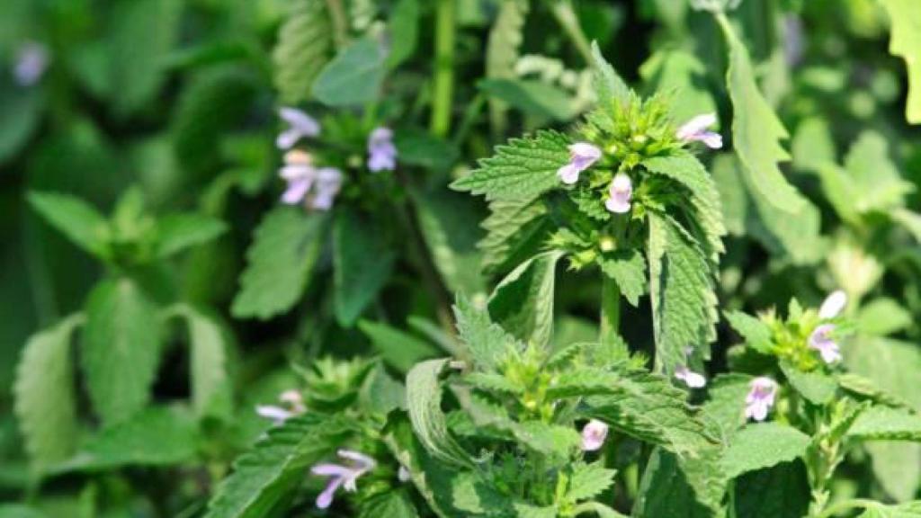 Vista general de una planta de toronjil.