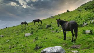 Asturcones pastando en la sierra del Sueve.