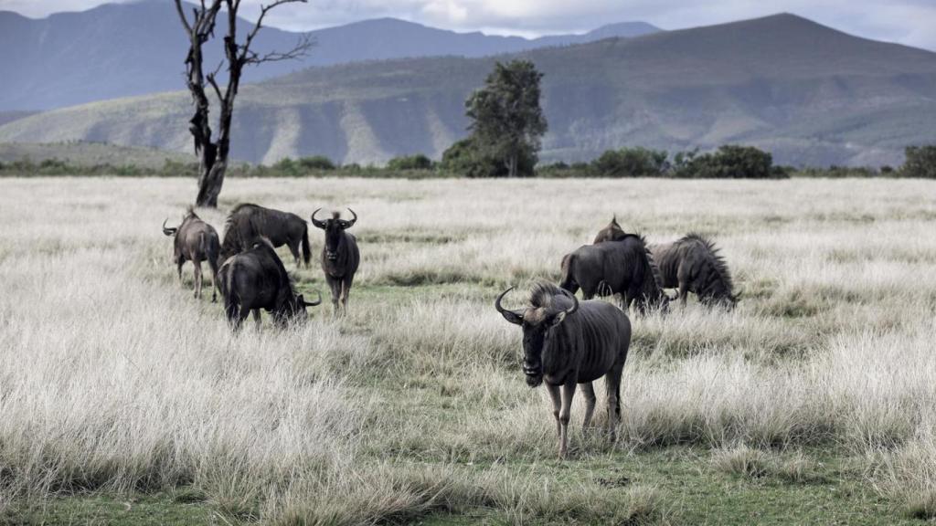 Imagen de archivo de un grupo de ñus como los reintroducidos en Mozambique.