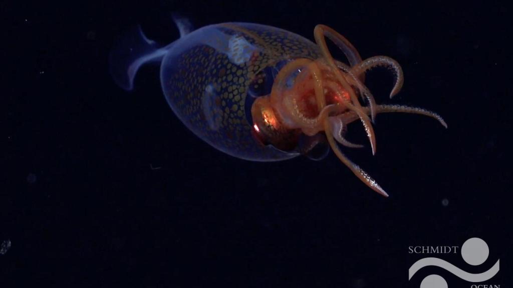 Un buque construido en Galicia graba por primera vez a un calamar colosal en su hábitat natural