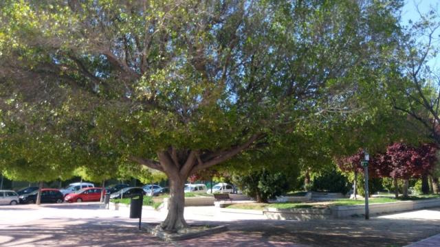 La Plaza de la Cruz Roja de Alicante, donde ocurrieron los hechos el pasado viernes.