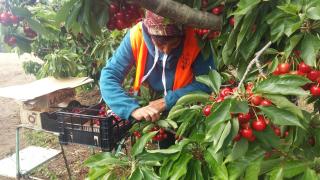Una trabajadora recogiendo cerezas en un campo aragonés