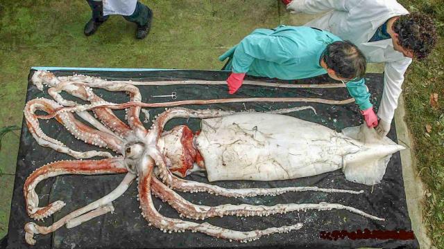 Ángel Guerra, de verde, examina a un kraken junto a otro científico español.