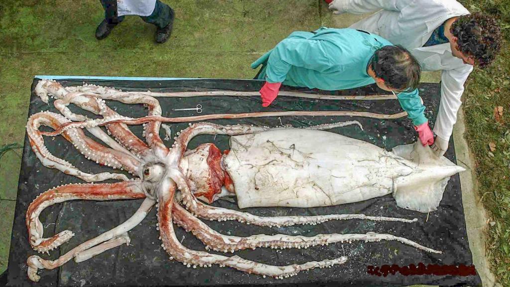 Ángel Guerra, de verde, examina a un kraken junto a otro científico español.