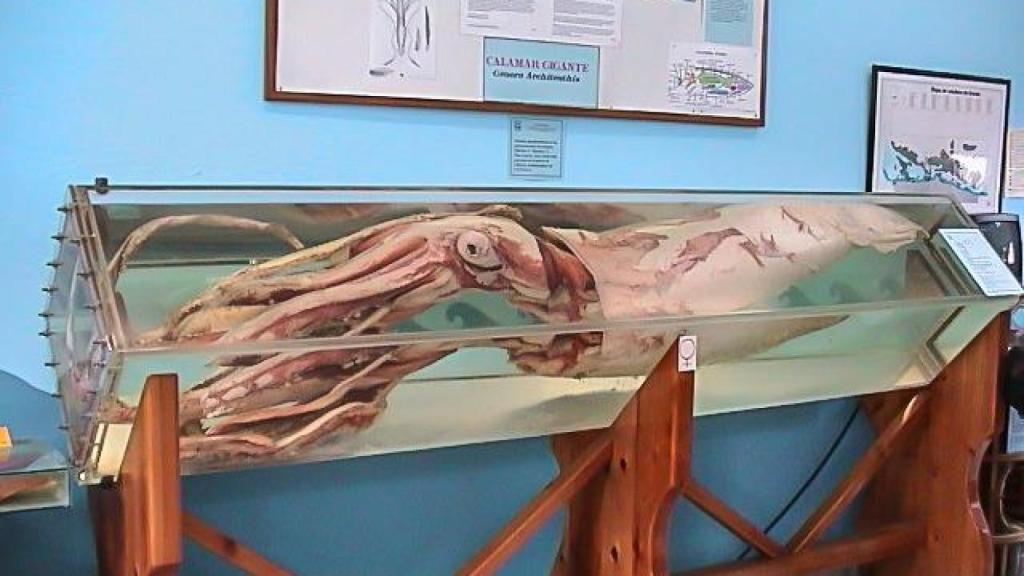 El primer calamar gigante conservado en el Aula del Mar de Luarca, Asturias.
