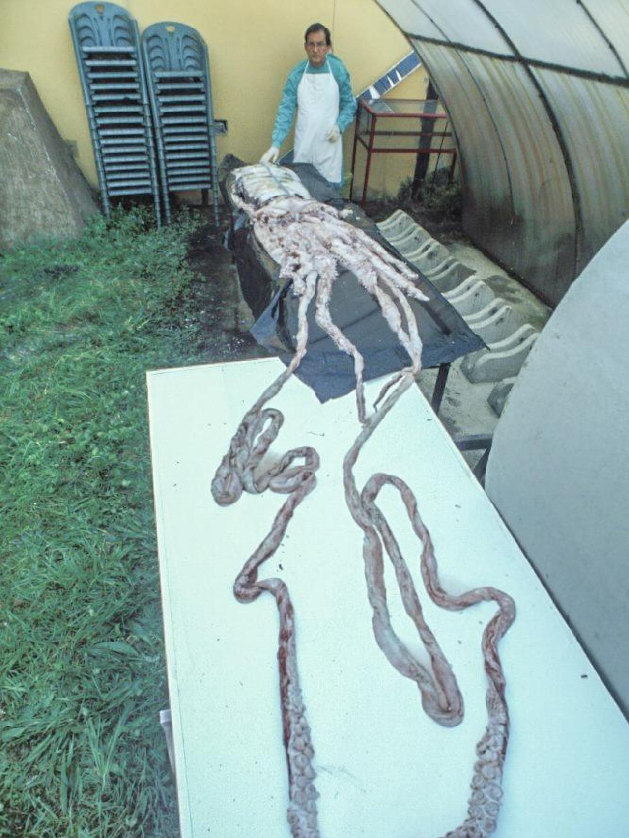 Ángel Guerra, junto a un ejemplar de más de 150 kilos y unos doce o trece metros de longitud, hallado hace veinte años por un arrastrero en Asturias.