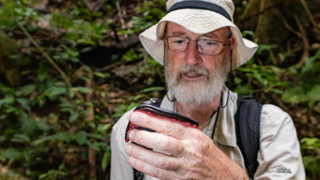 Un milpiés se pasea por la mano de Peter Koomen, biólogo de la Universidad de Leiden.
