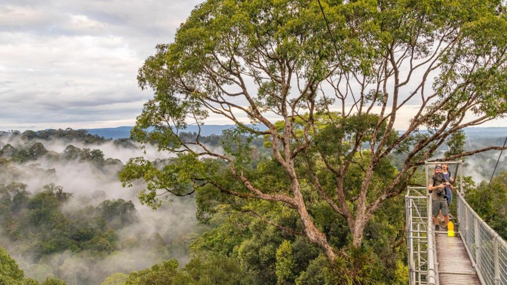 La última de las trampas para insectos se coloca en una pasarela que está por encima de las copas de los árboles, a 50 metros de altura.