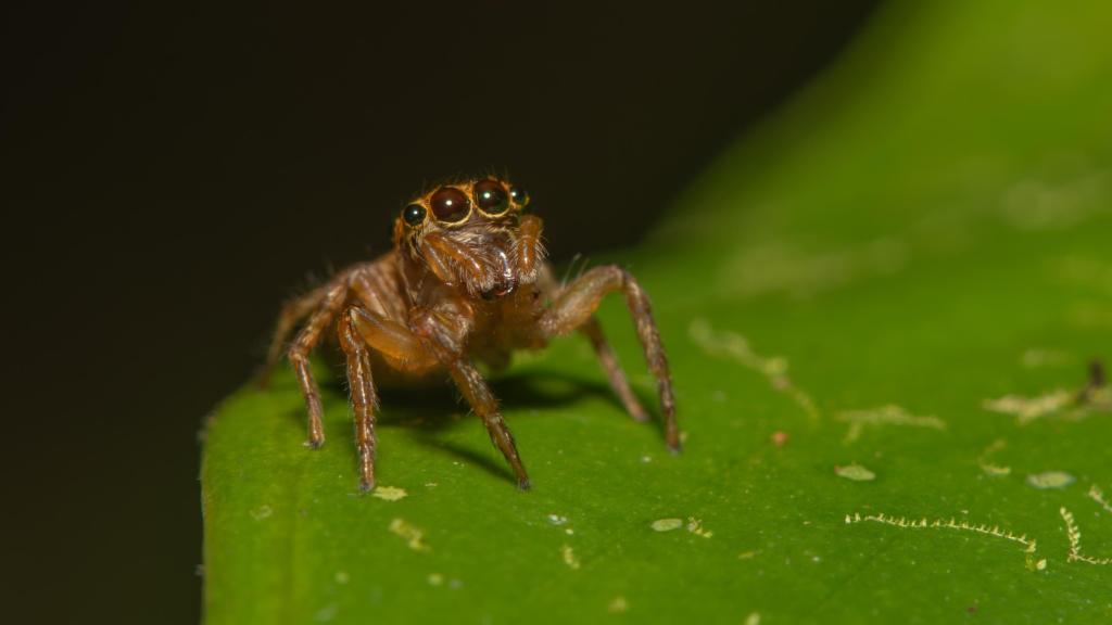 Los ojos de las arañas saltarinas parecen sacados de los dibujos japoneses