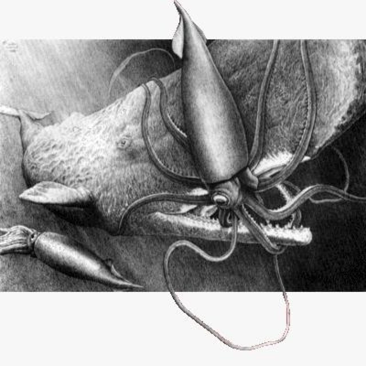 Grabado de un cachalote devorando a un calamar gigante.