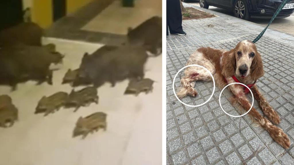 Unos jabalíes, en una imagen de archivo, y Pancho.