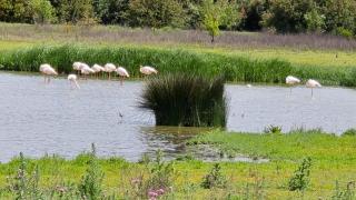 Imagen de la Laguna de Fuente de Piedra.