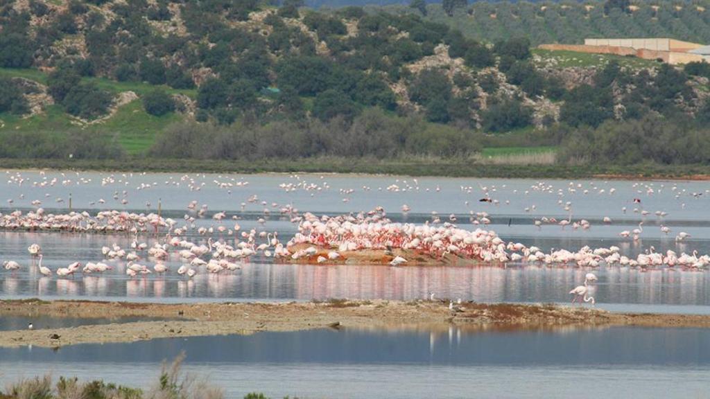 Flamencos en la Laguna de Fuente de Piedra.