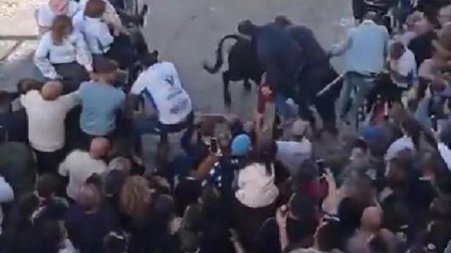 Un toro embiste a la multitud en Arcos de la Frontera.