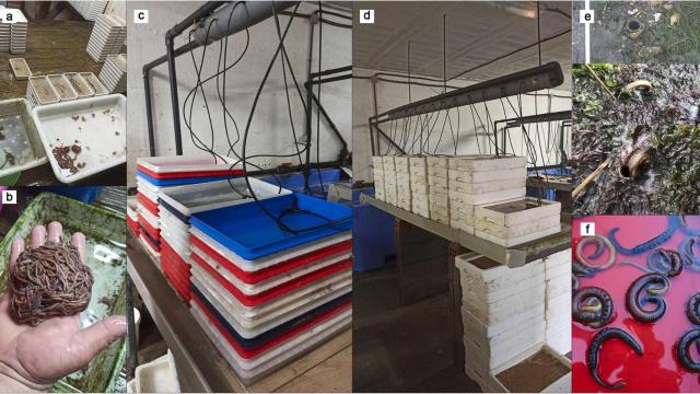 Investigación sobre poliquetos