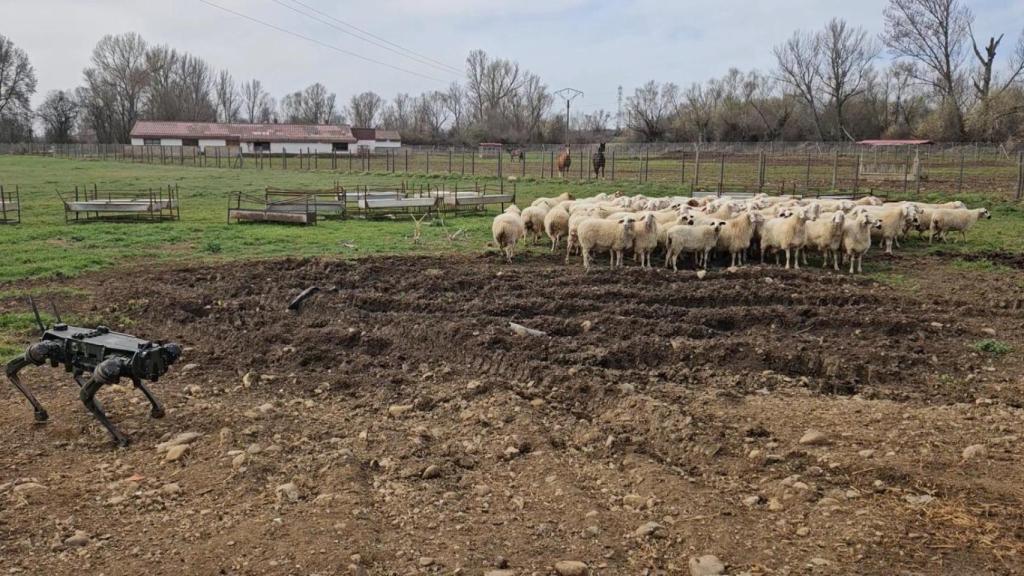 Un ‘perro robot’ autónomo para pastorear ganado: la novedosa investigación de la Universidad de León