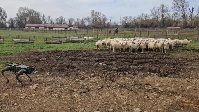 Un ‘perro robot’ autónomo para pastorear ganado: la novedosa investigación de la Universidad de León