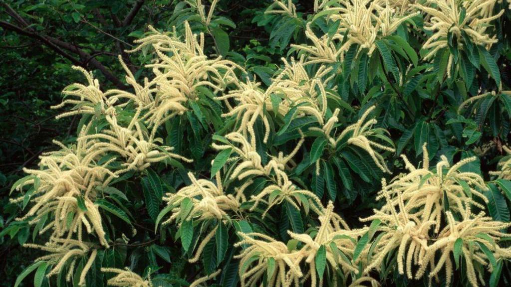 La flor del castaño