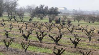 Daños por la sequía en el campo