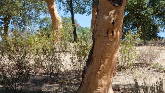 El mayor alcornocal de Castilla y León, en Valdelosa (Salamanca)