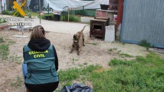 Una agente observa al perro que atacó a una niña en Tudela de Duero.