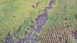 Cultivos afectados por la fauna salvaje de un agricultor de Santa Eulalia de Tábara