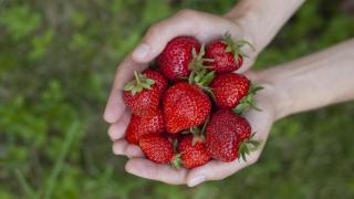Un puñado de fresas (Imagen de archivo)