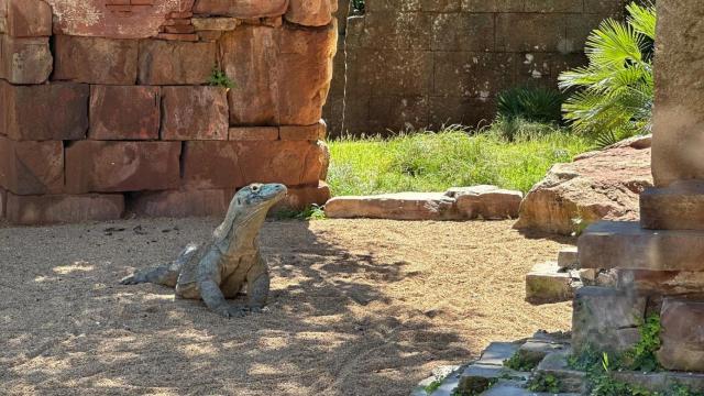 El dragón de Komodo en Bioparc Fuengirola.