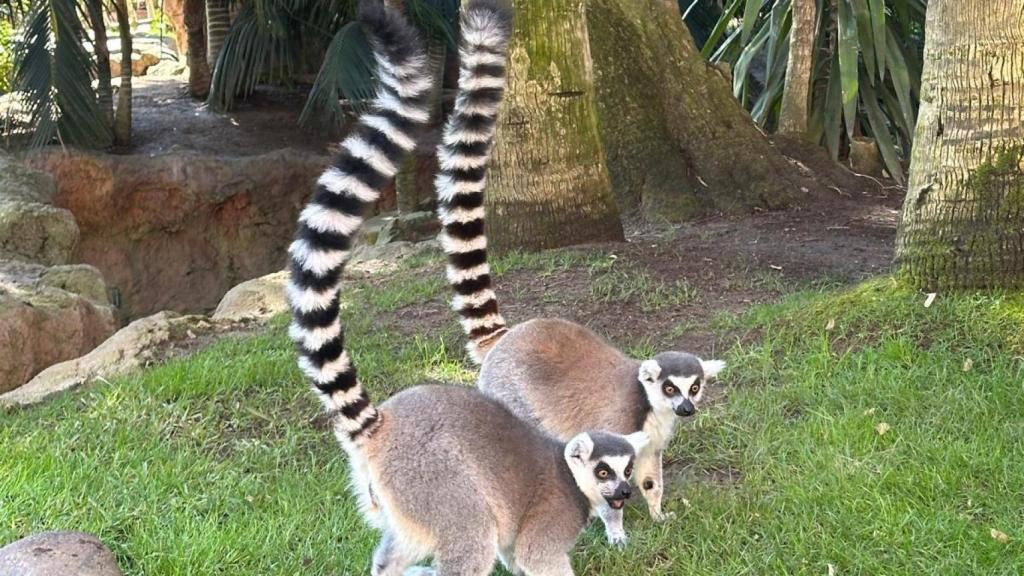 Los lémures son animales muy queridos en el parque.