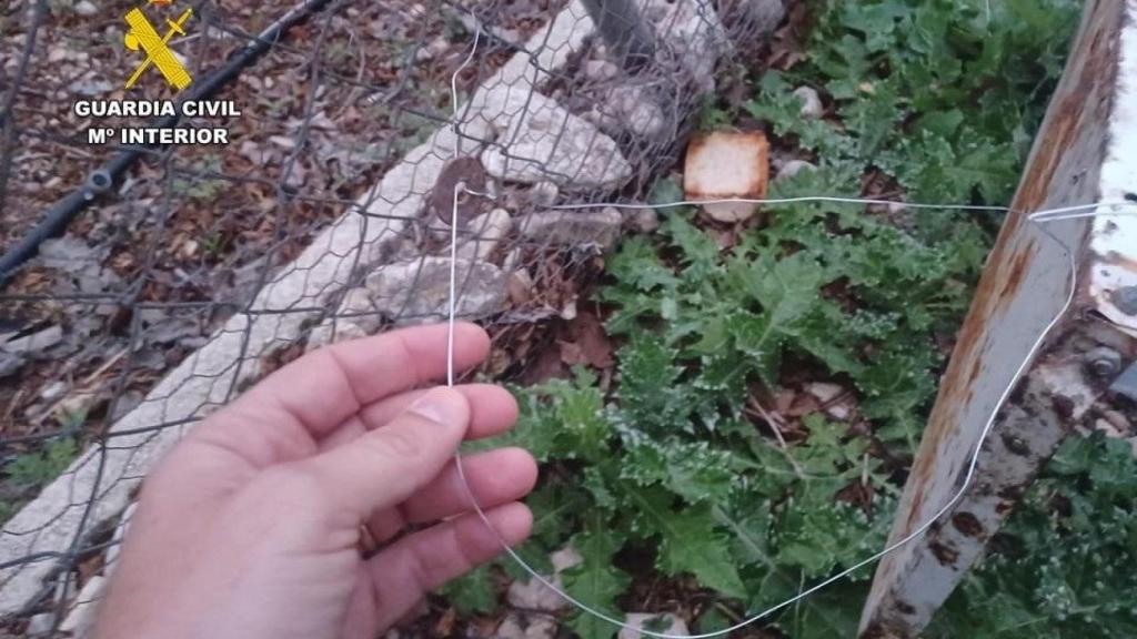 Lazos de caza ilegales que atraparon a un perro en un paseo en Beneixama. GC
