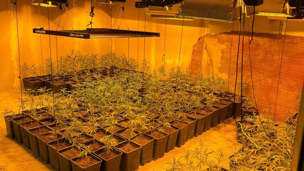 Plantación de marihuana indoor en La Mata (Toledo).