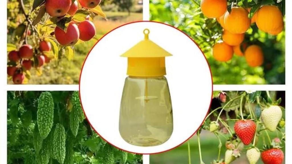 Trampa para moscas e insectos de la fruta