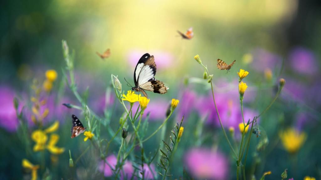 Imagen de archivo de mariposas polinizando.