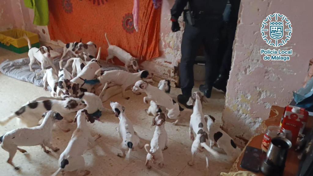 Imagen de algunos de los perros que había en la casa.