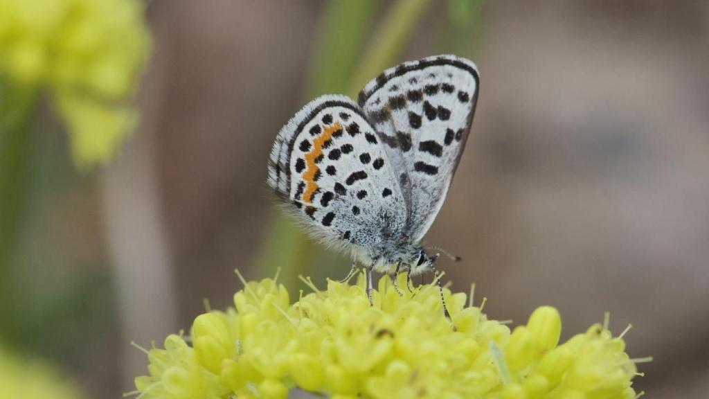 Un ejemplar de 'Euphilotes glaucon'.