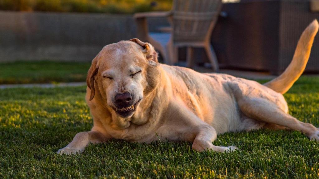 Un perro estornudando.
