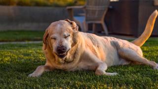 Un perro estornudando.
