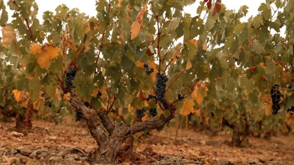 Viñedos en la D.O Ribera de Duero.